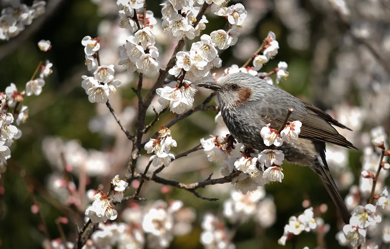 Photo wallpaper flowers, branches, cherry, grey, bird, spring, Sakura, white