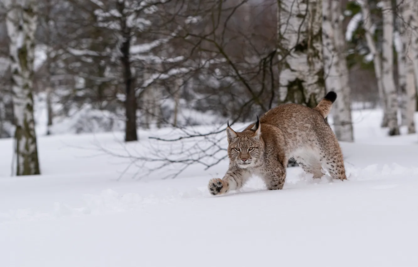 Photo wallpaper winter, forest, snow, the snow, walk, lynx, sneaks