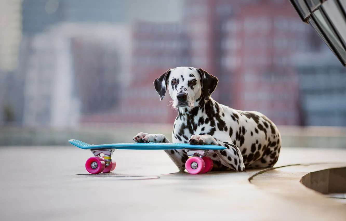 Photo wallpaper dog, Dalmatians, skateboard