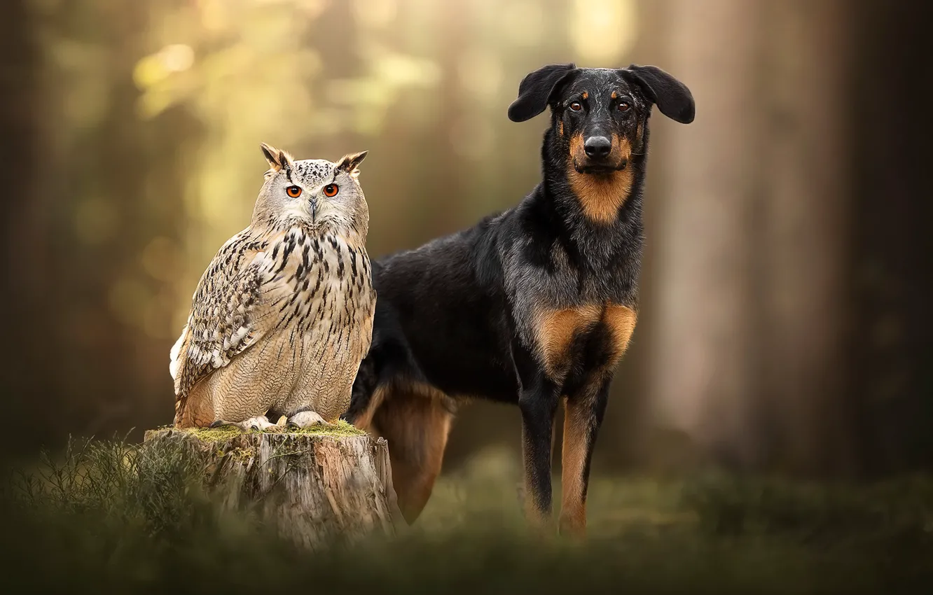 Photo wallpaper owl, bird, stump, dog, bokeh, owl