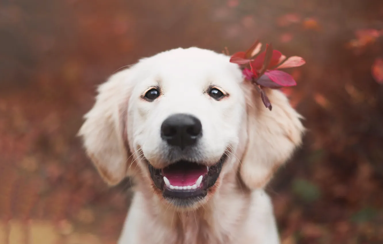 Photo wallpaper look, nature, pose, dog, face, Retriever