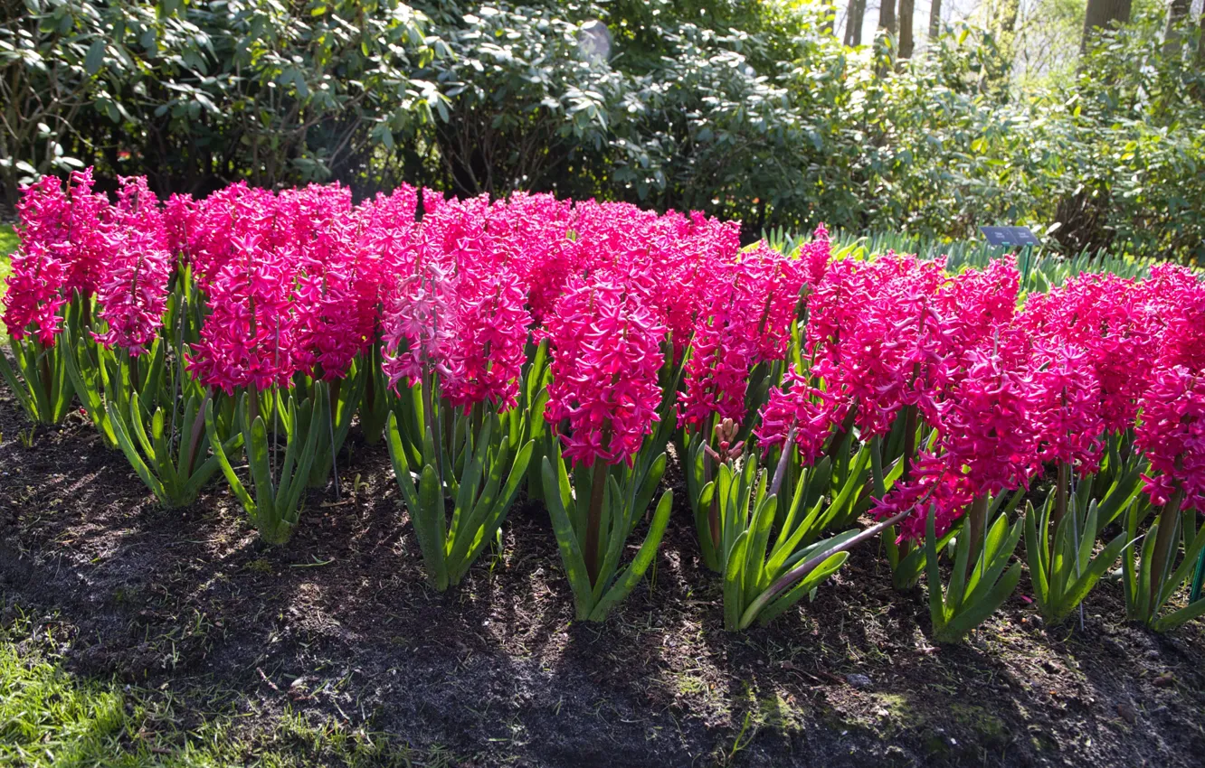 Photo wallpaper flowers, spring, pink, flowerbed, hyacinths