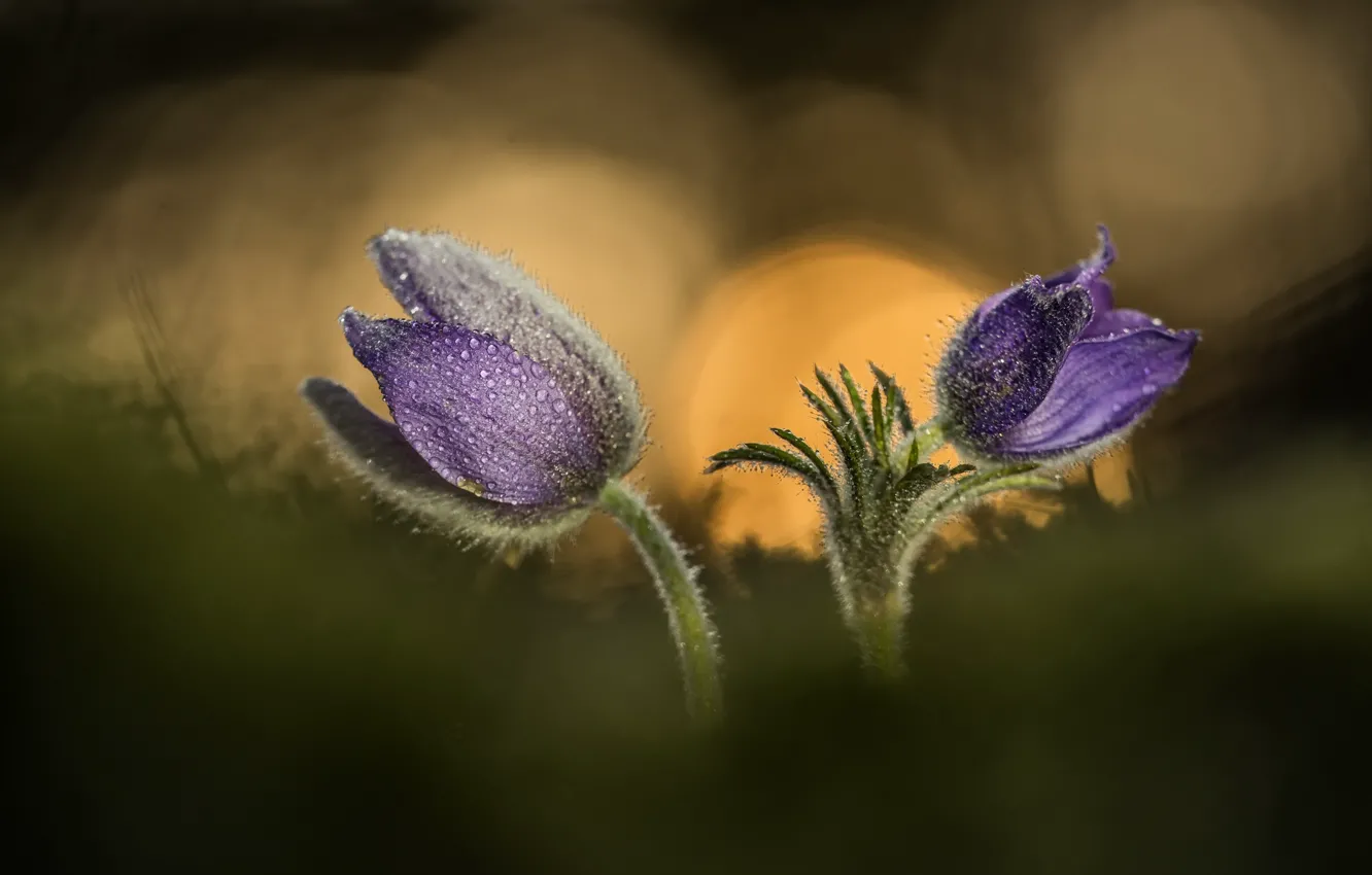 Photo wallpaper flowers, nature, spring