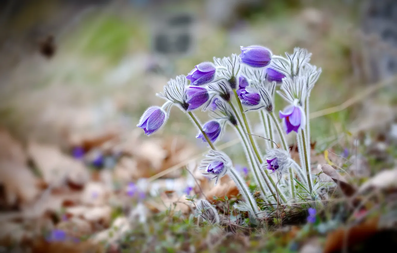 Photo wallpaper flowers, spring, cross