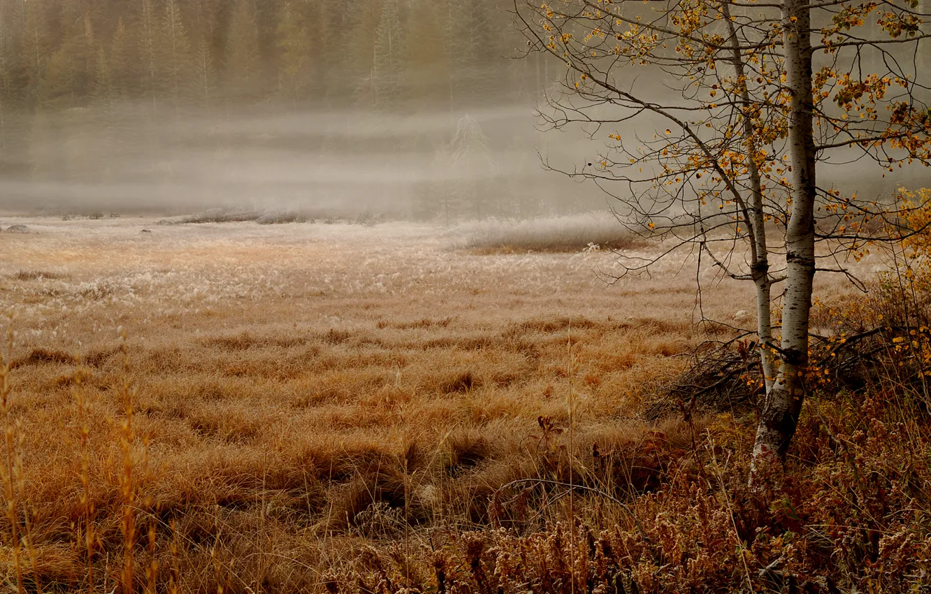 Photo wallpaper autumn, forest, overcast, ate, haze, grass, swamp, misty morning