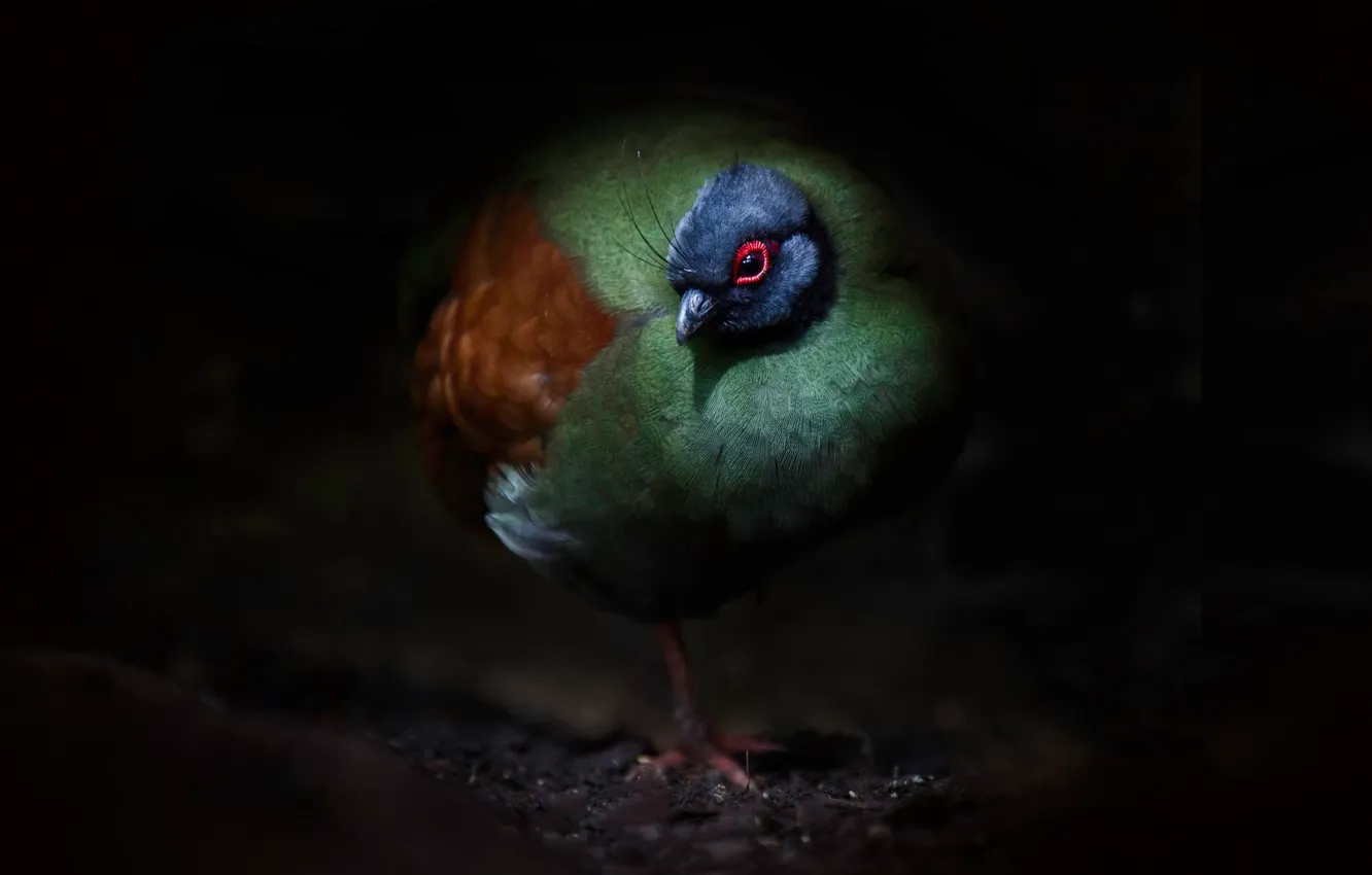 Photo wallpaper bird, feathers, beak, crowned partridge