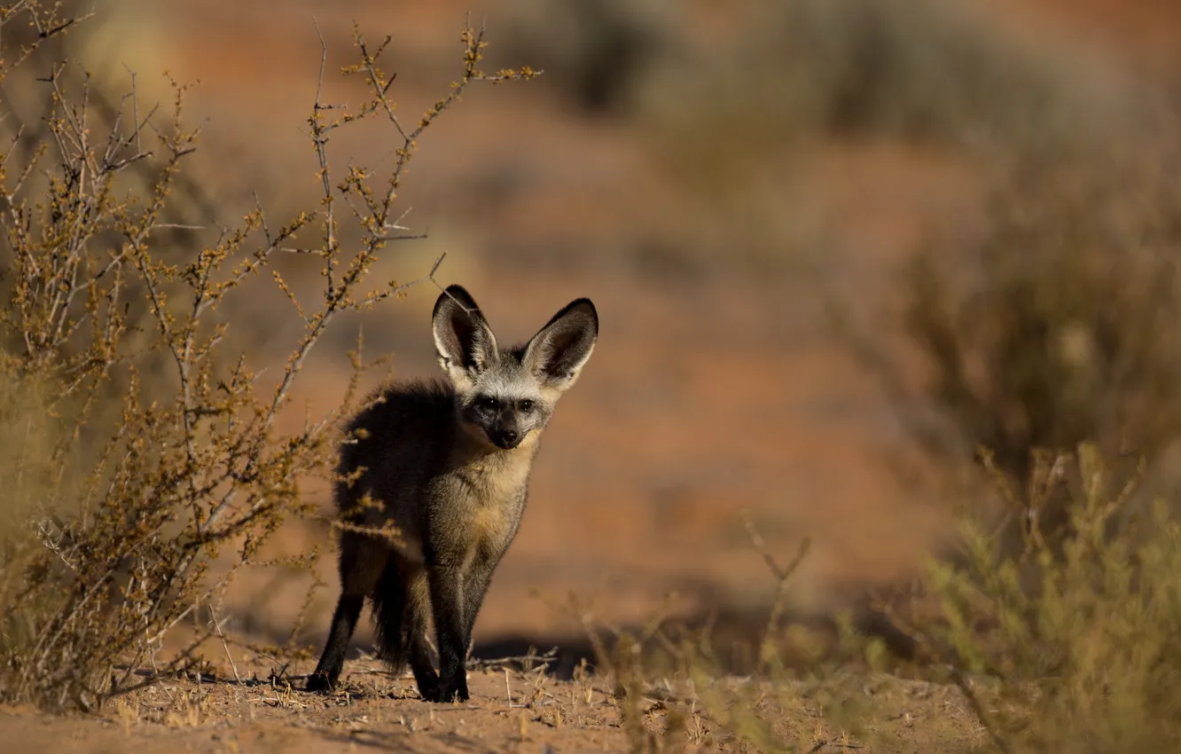 Photo wallpaper nature, background, Curious bat-eared fox