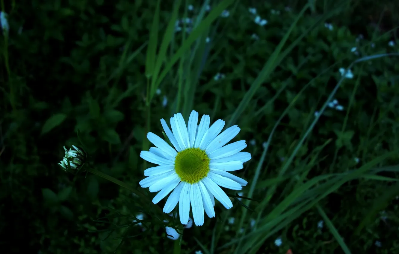 Photo wallpaper flower, grass, macro, Daisy