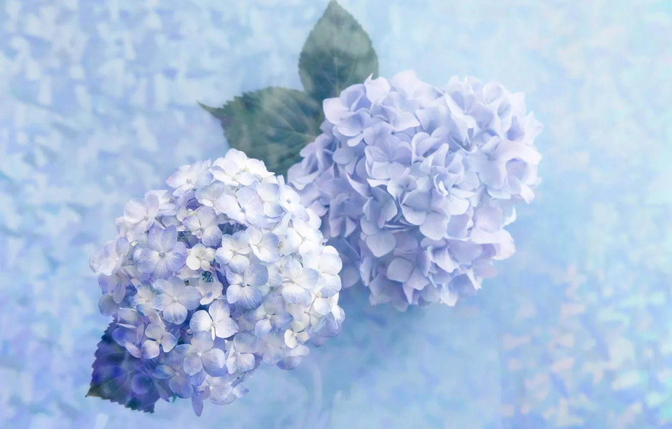 Photo wallpaper flowers, blue, gently