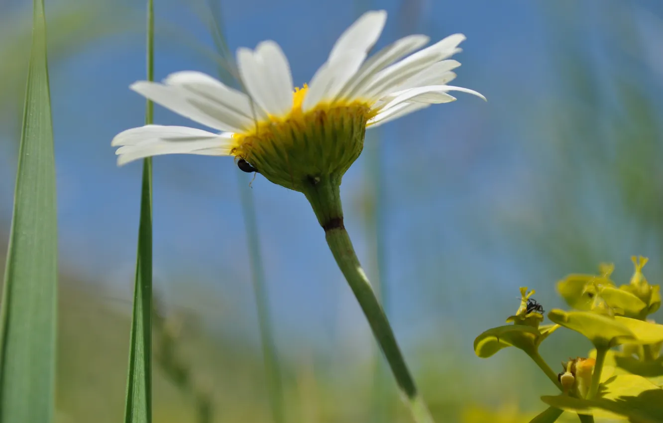 Photo wallpaper flowers, nature, plant, chamomile