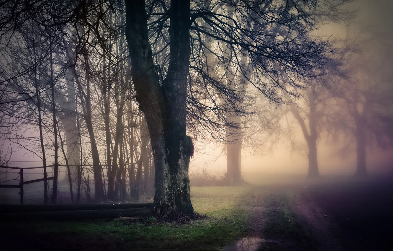 Photo wallpaper road, nature, fog, tree