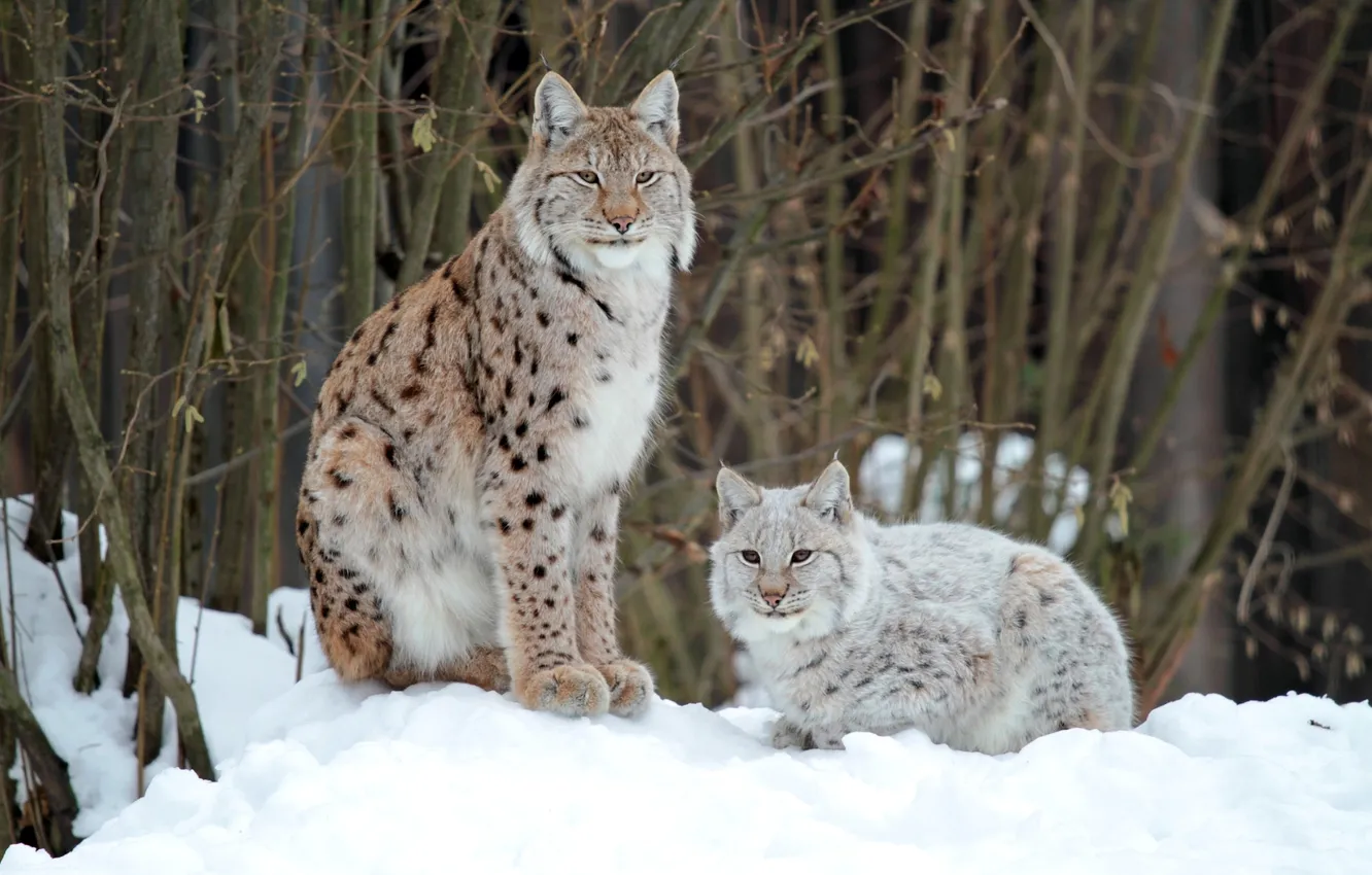 Photo wallpaper winter, forest, two, lynx