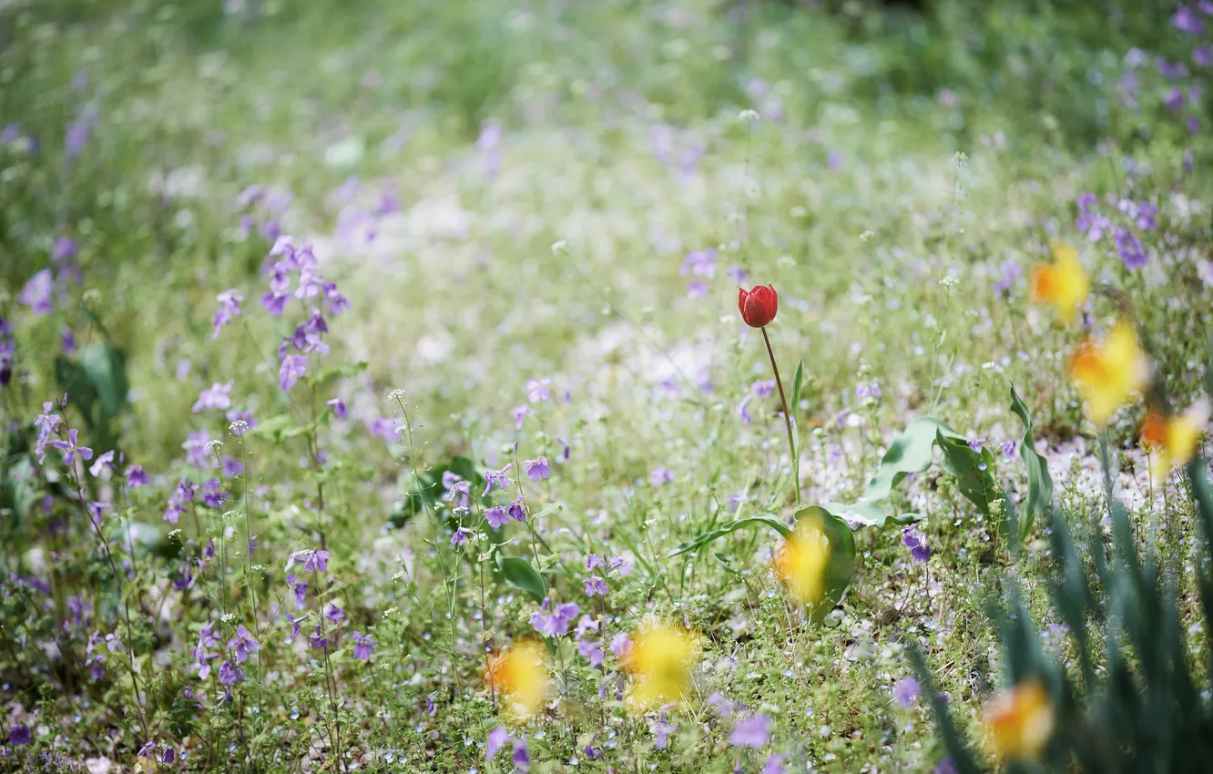Photo wallpaper grass, flowers, Tulip