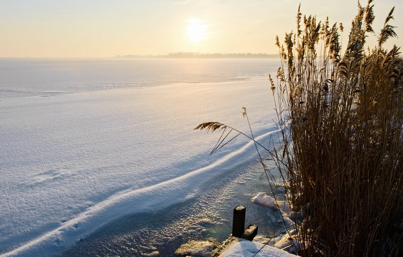 Photo wallpaper winter, snow, nature, reed