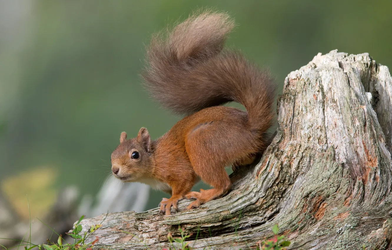 Photo wallpaper pose, background, stump, protein, tail, red