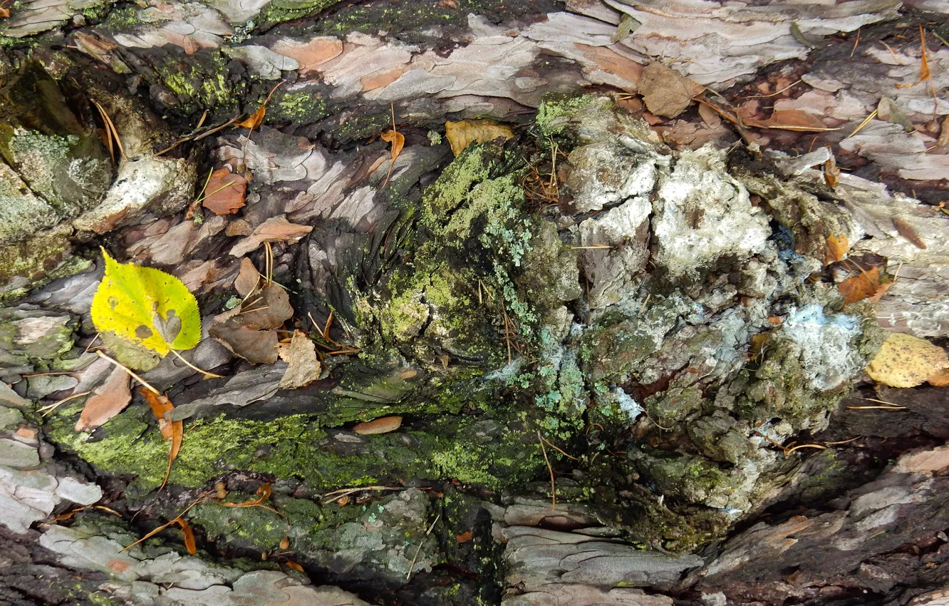 Photo wallpaper autumn, leaves, trees, widescreen, Wallpaper, moss, wallpaper, bark