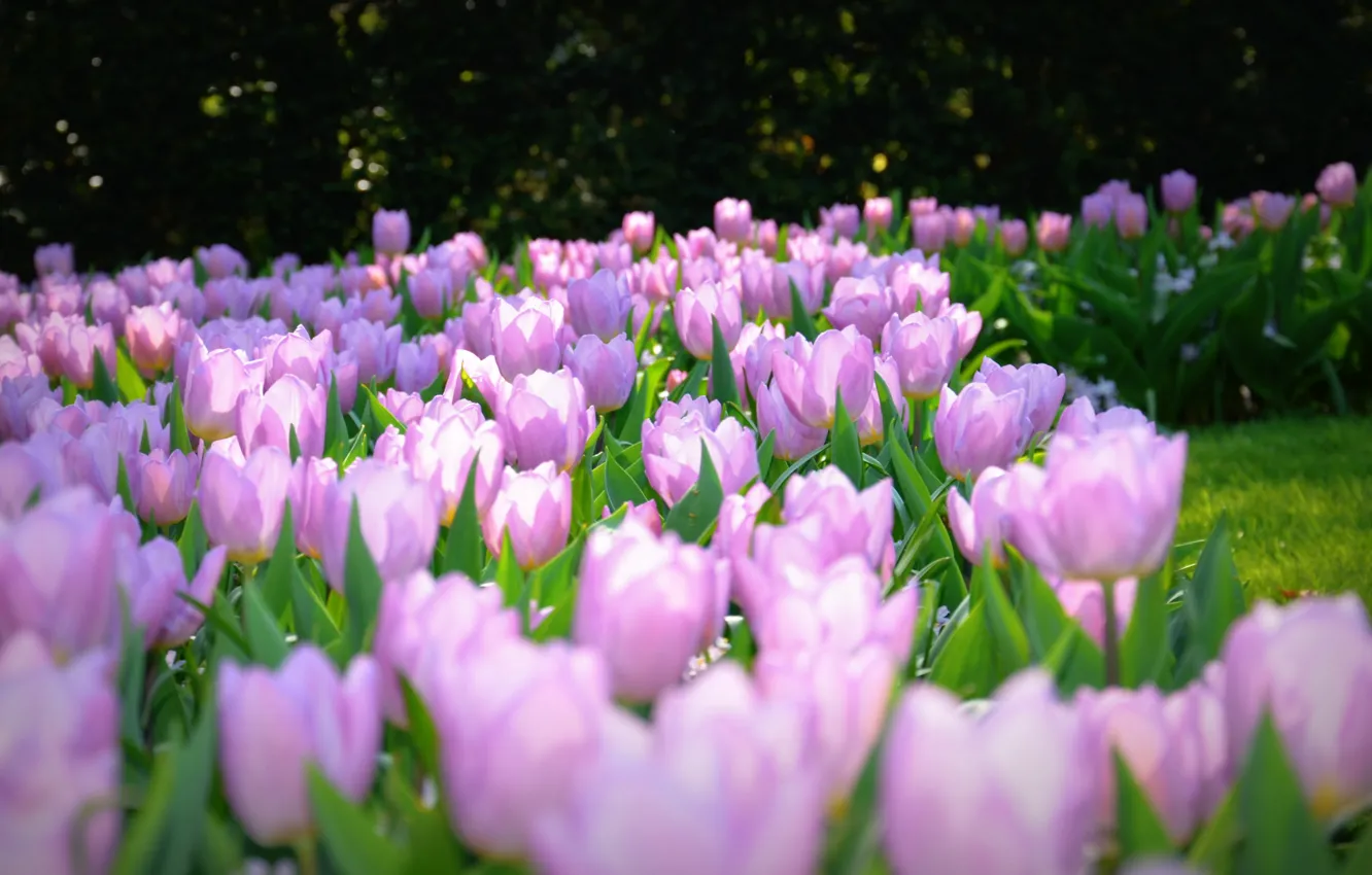 Photo wallpaper Nature, Flowers, tulips, Background