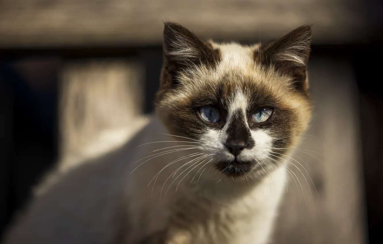 Photo wallpaper cat, cat, look, pose, face