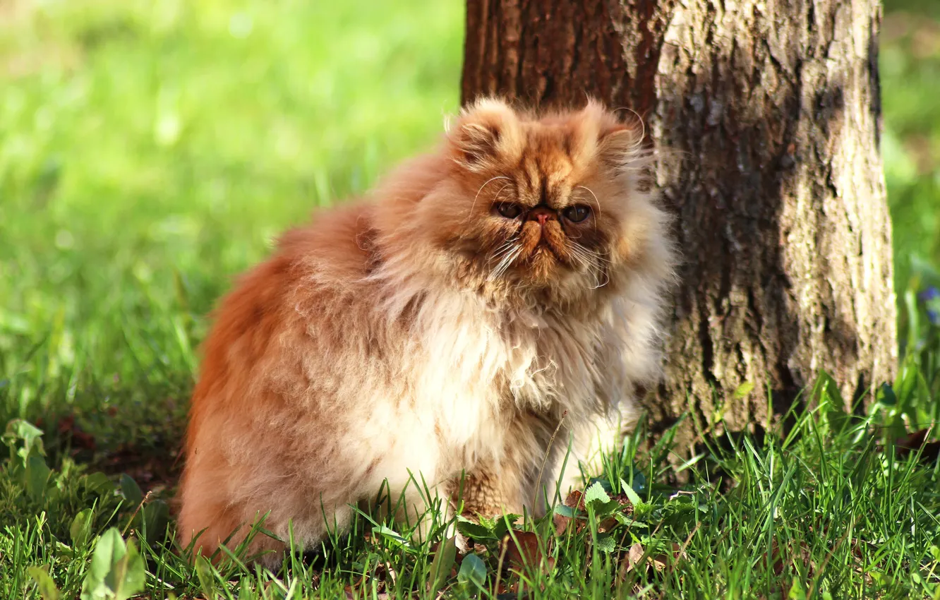 Photo wallpaper cat, summer, grass, cat, look, face, light, trees