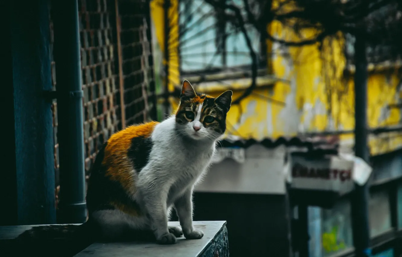 Photo wallpaper cat, home, sitting, tri-color