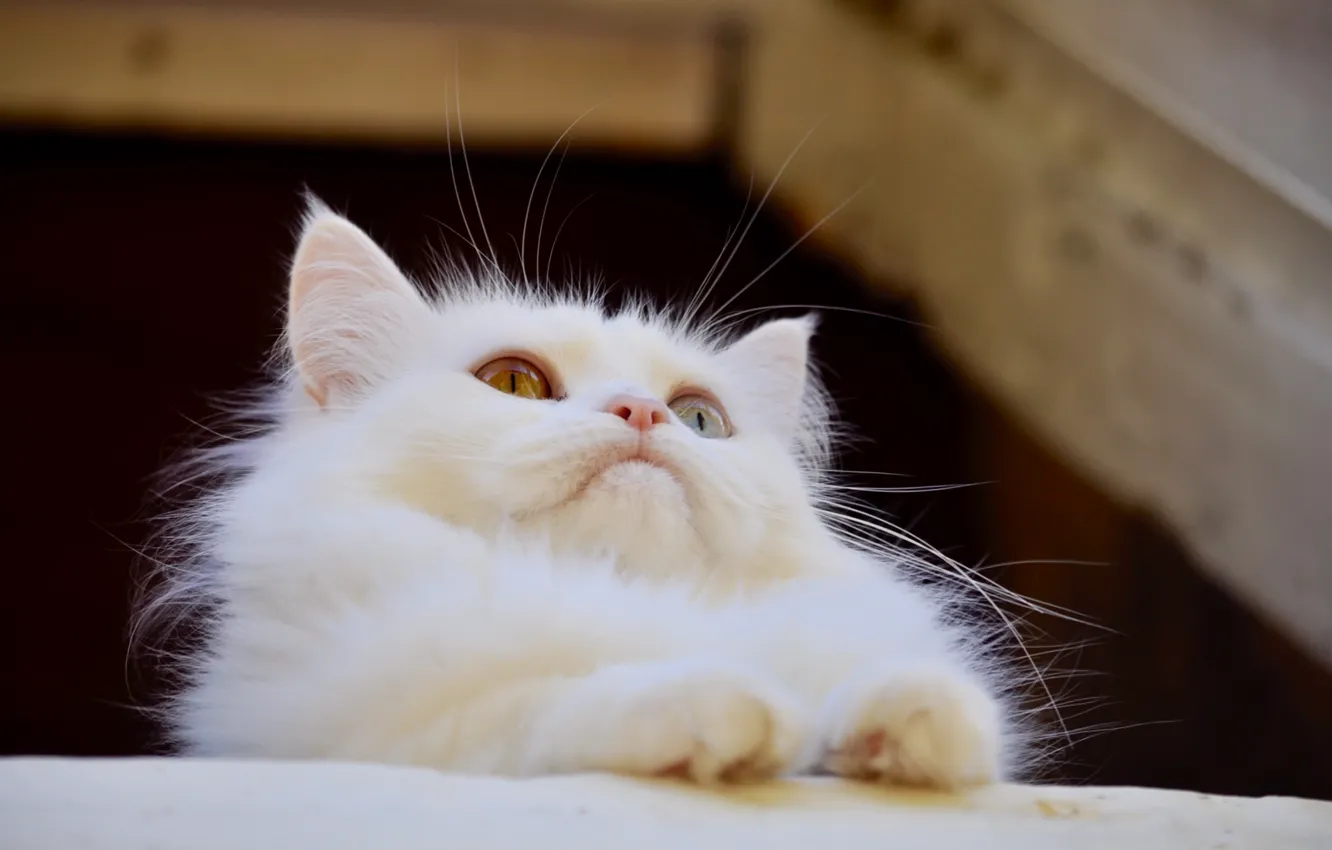 Photo wallpaper cat, look, background