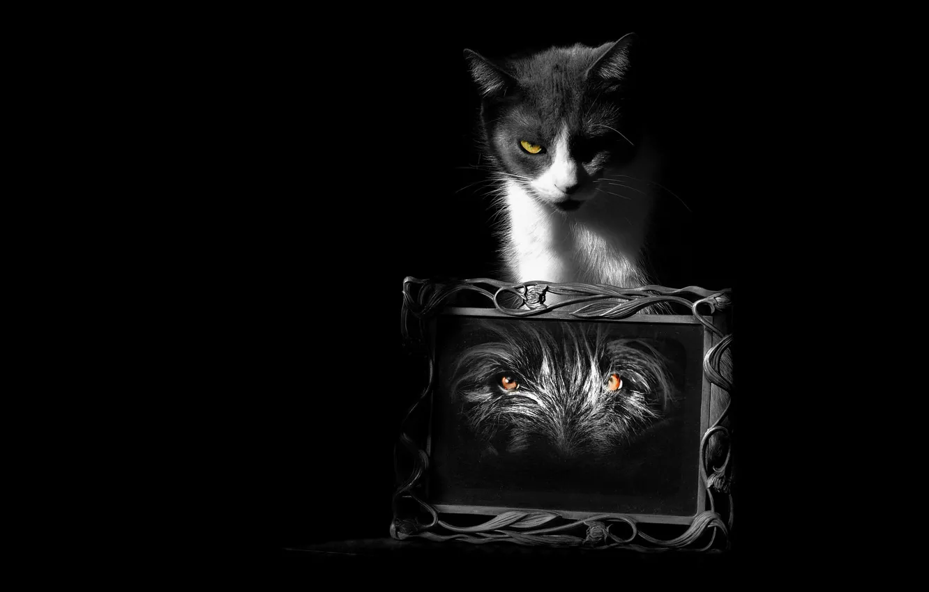 Photo wallpaper cat, eyes, cat, look, face, light, darkness, photo