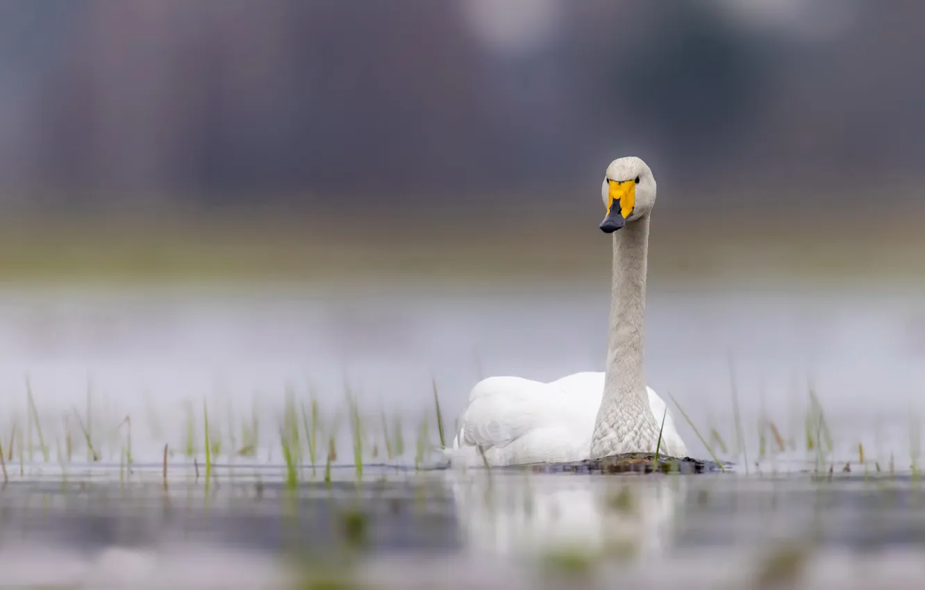 Photo wallpaper nature, bird, swans