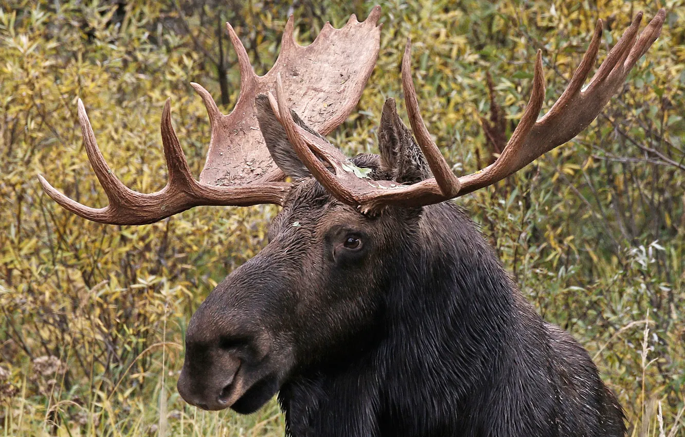 Photo wallpaper nature, horns, moose