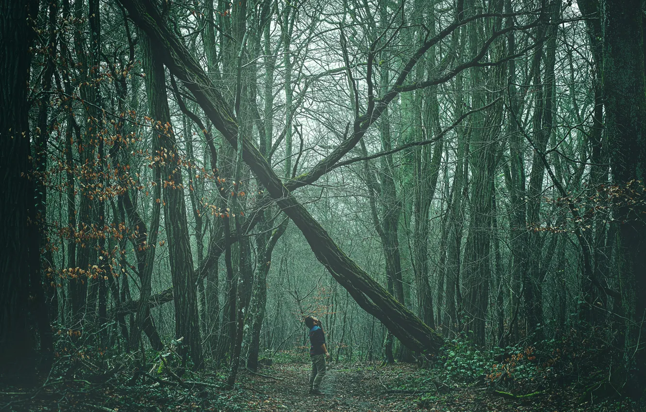 Photo wallpaper forest, man, path