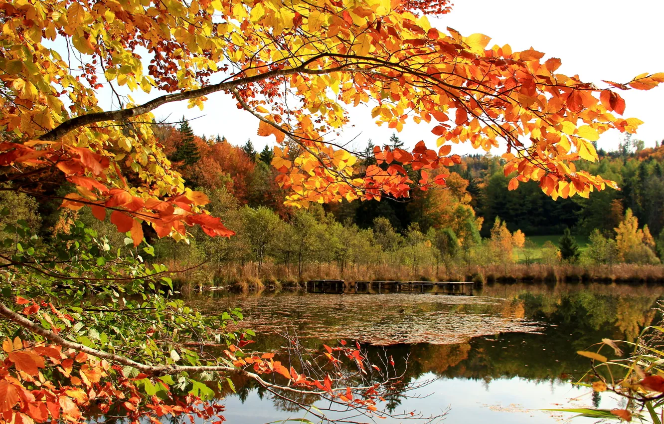 Photo wallpaper autumn, forest, the sky, leaves, lake, branch