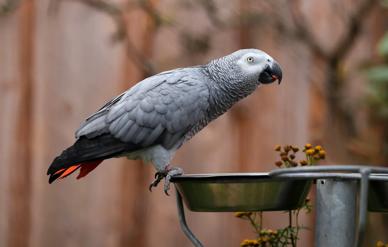 Photo wallpaper look, flowers, pose, grey, background, bird, parrot, profile