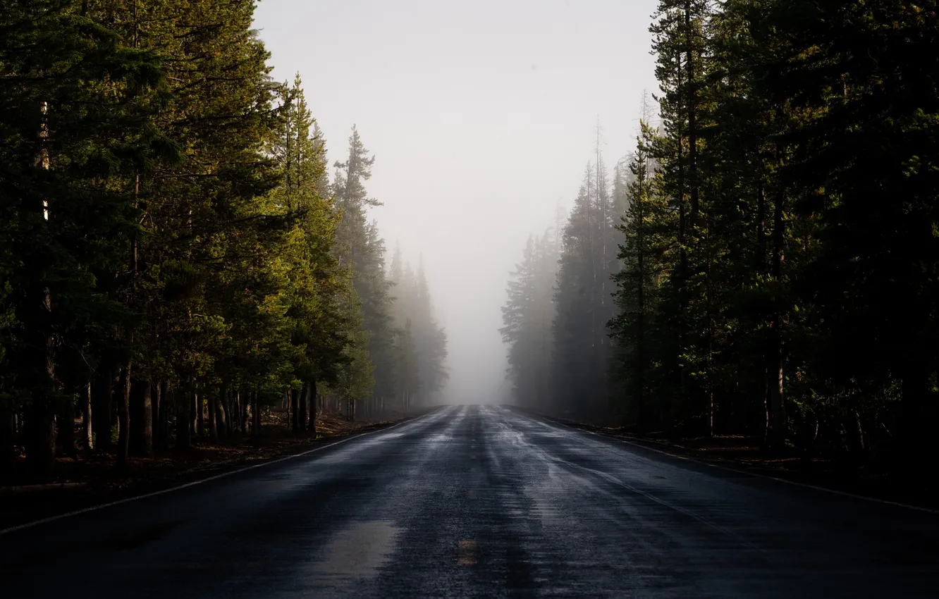 Photo wallpaper road, forest, the sky, trees, landscape, nature, fog, track