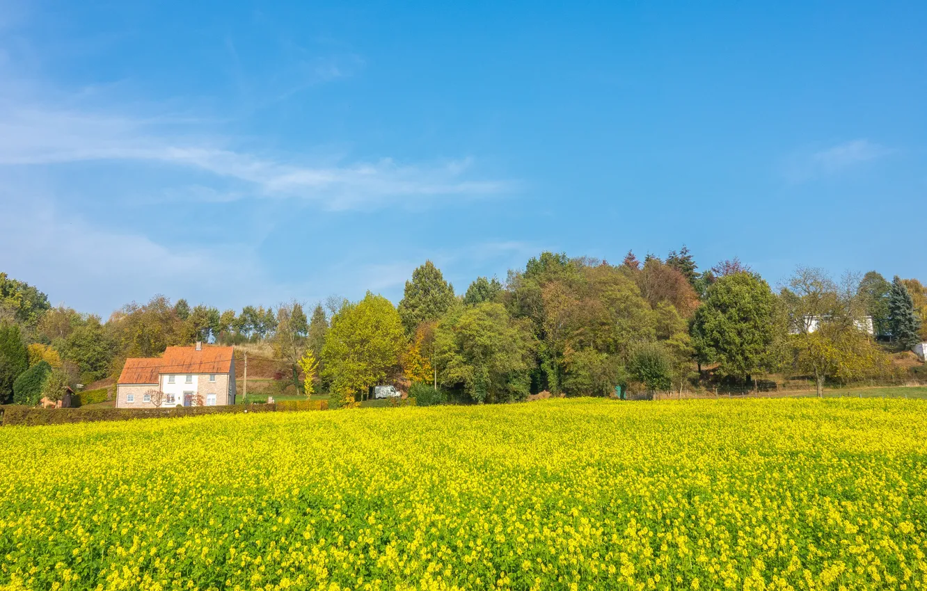 Photo wallpaper house, rape, rapeseed field
