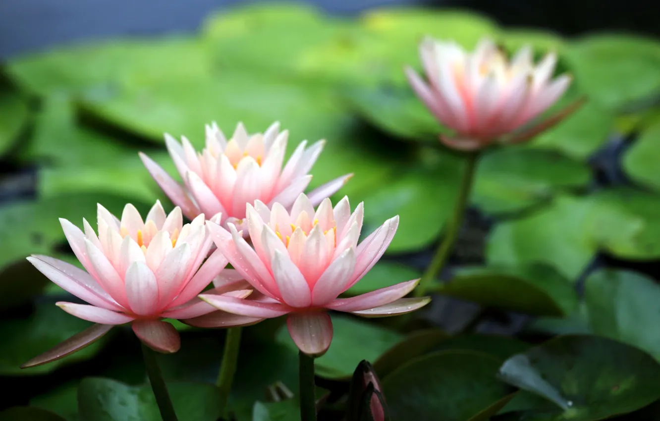 Photo wallpaper flowers, Lily, petals, pink, water lilies, water