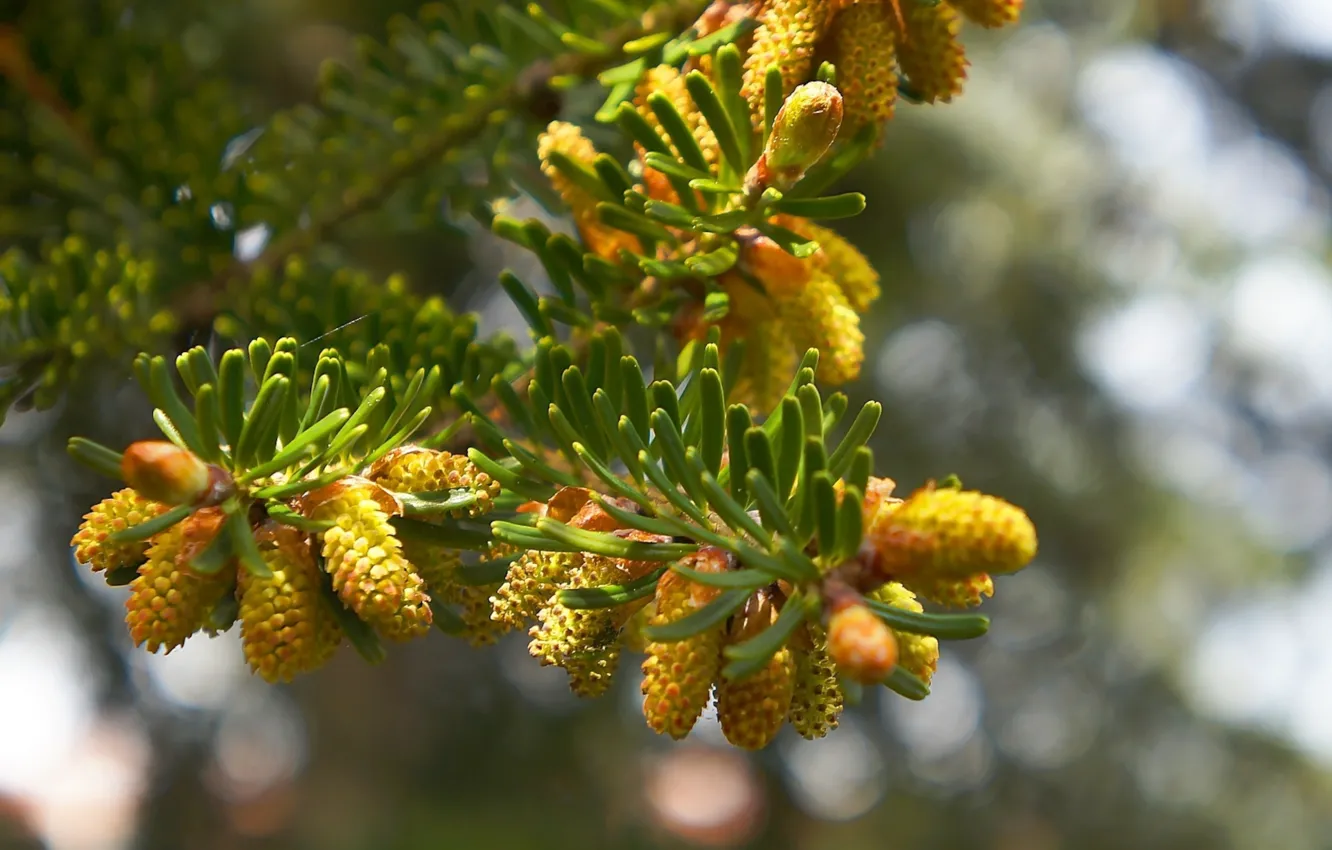 Photo wallpaper green, tree, twig