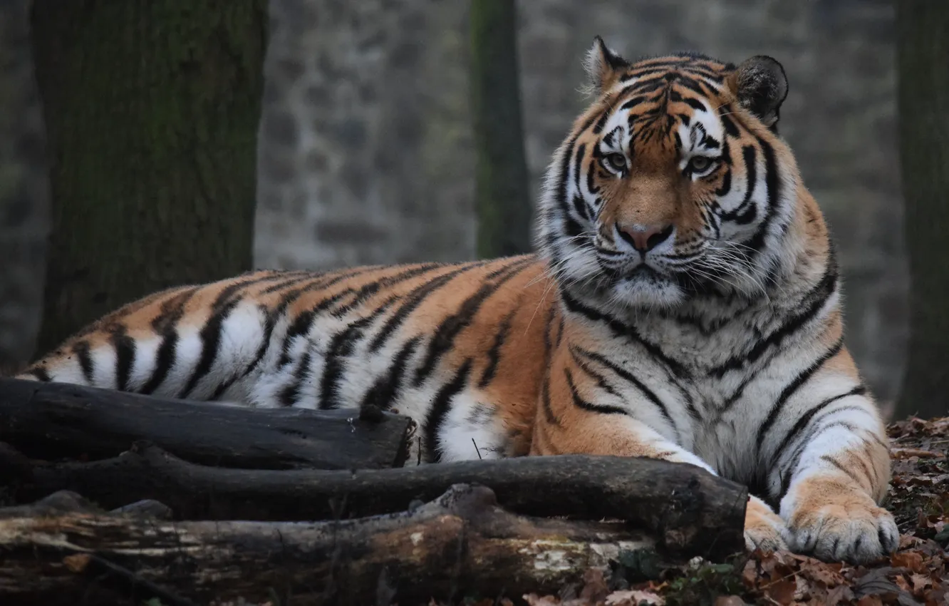 Photo wallpaper look, face, the Amur tiger