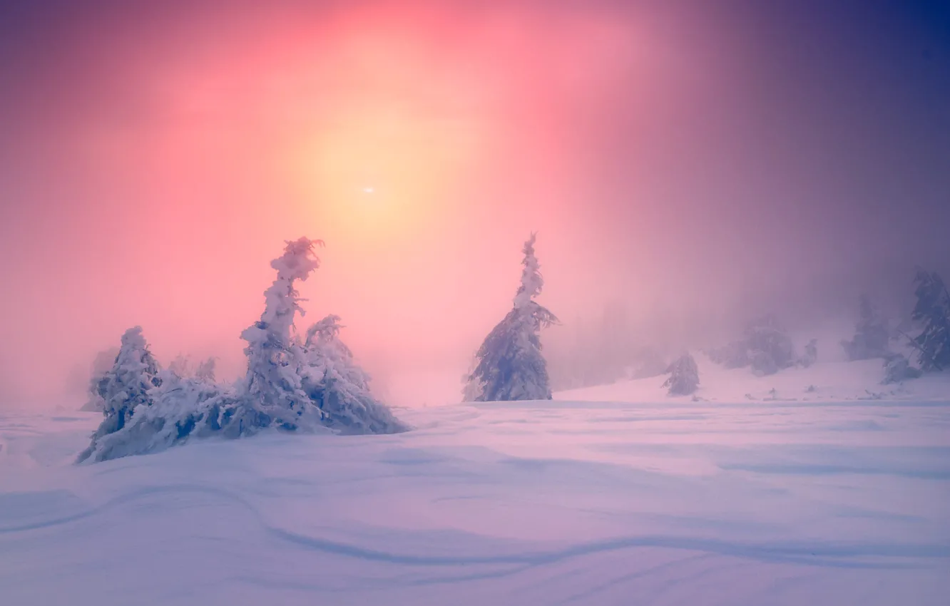 Photo wallpaper winter, forest, the sky, the sun, snow, fog, dawn, in the snow
