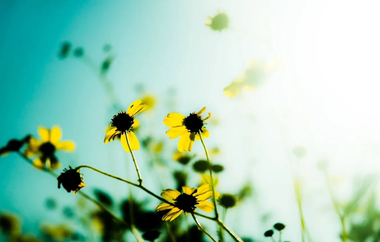 Photo wallpaper macro, light, flowers, nature, photo, Wallpaper, garden