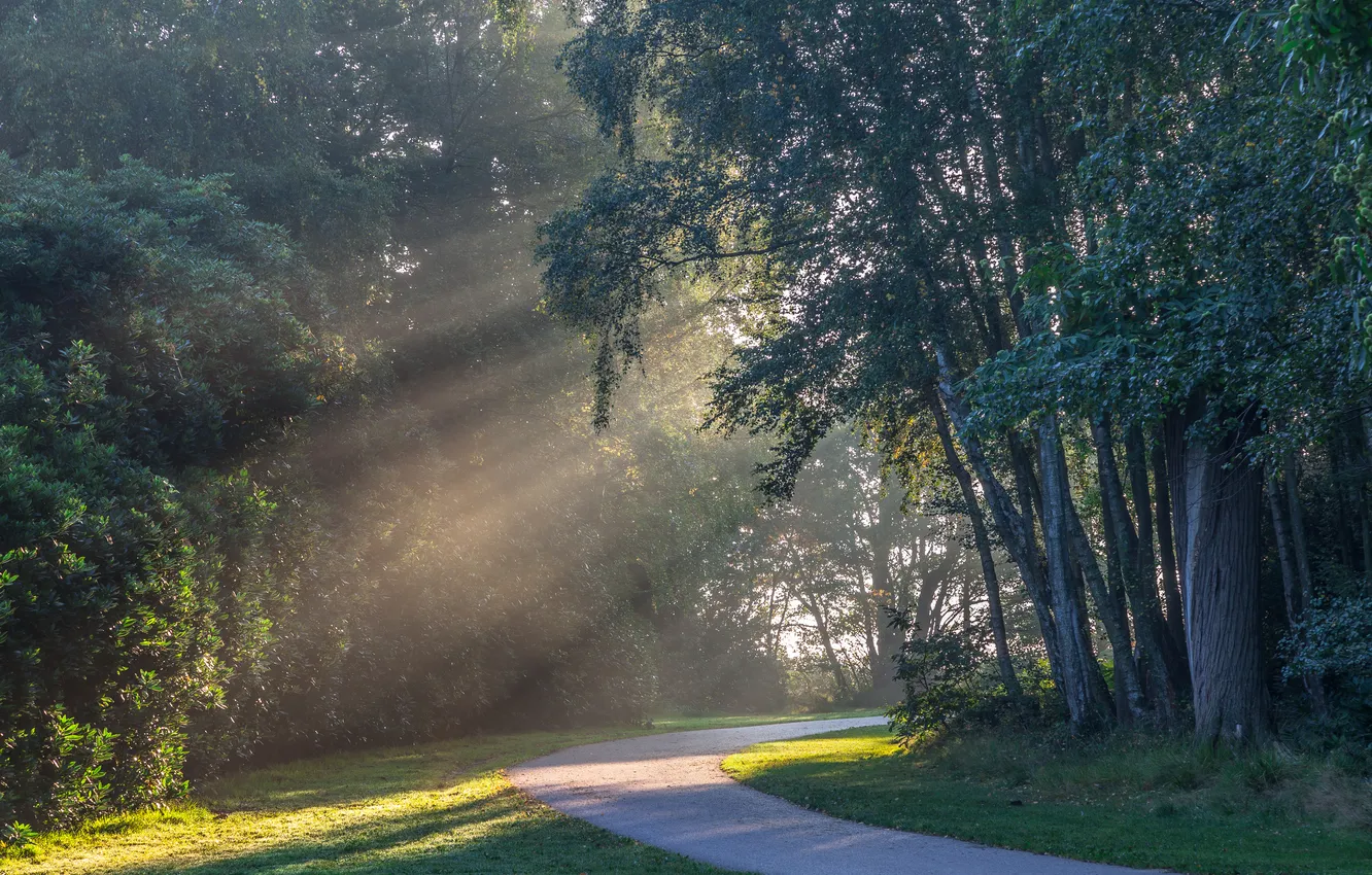 Photo wallpaper forest, the sun, rays, trees, track