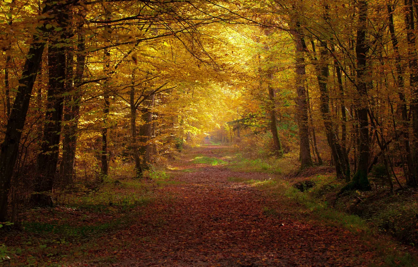 Photo wallpaper autumn, Park, alley