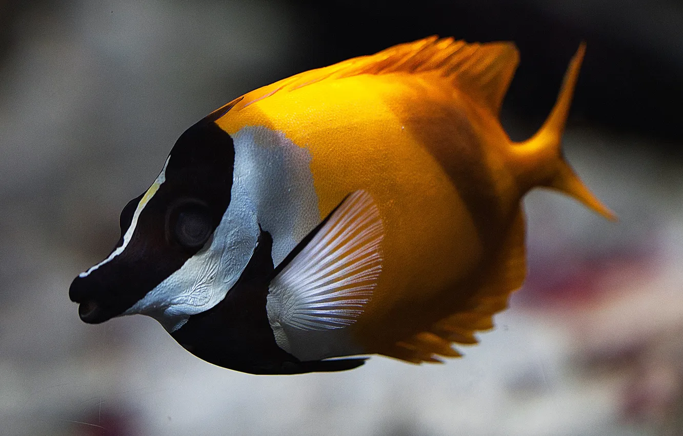 Photo wallpaper sea, water, color, fish