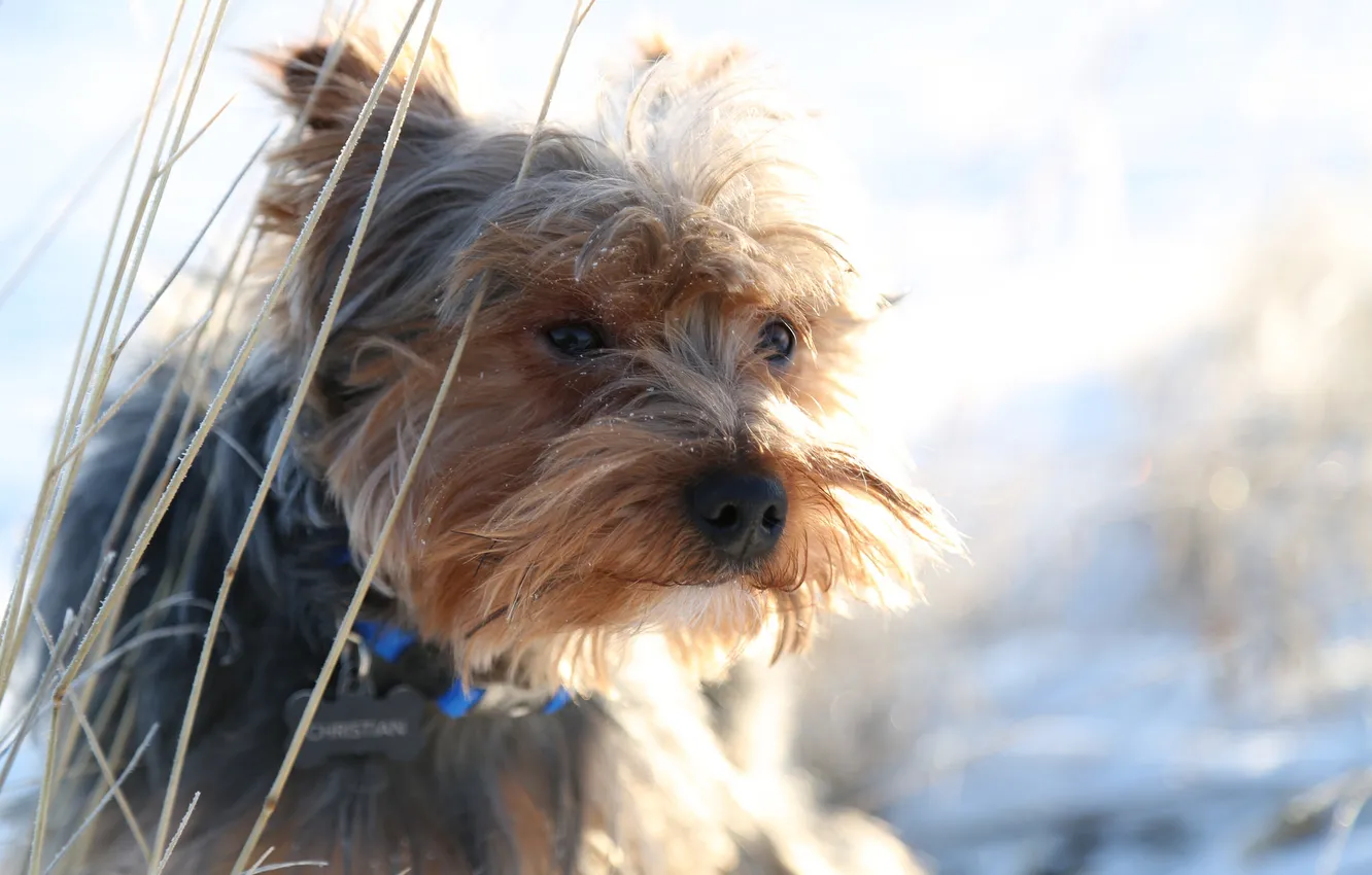 Photo wallpaper look, each, dog