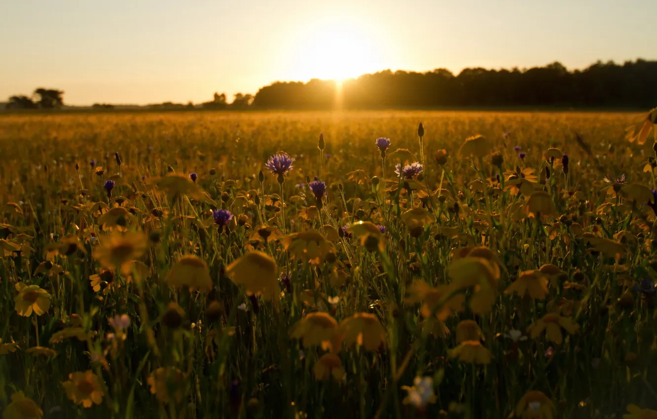 Photo wallpaper field, landscape, morning