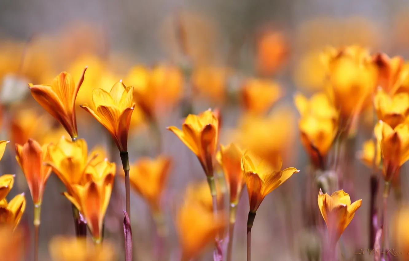 Photo wallpaper macro, flowers, nature