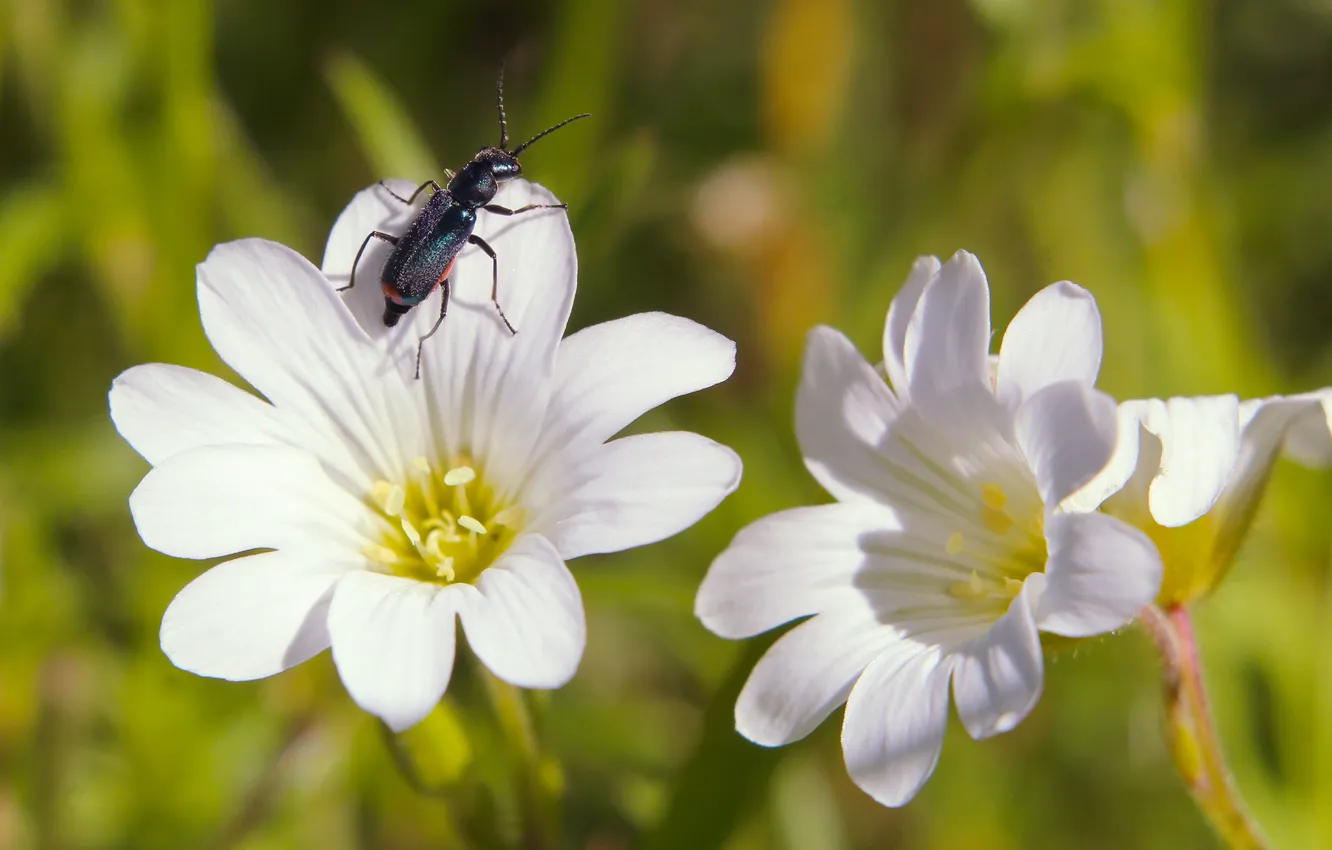 Photo wallpaper white, flower, blooming