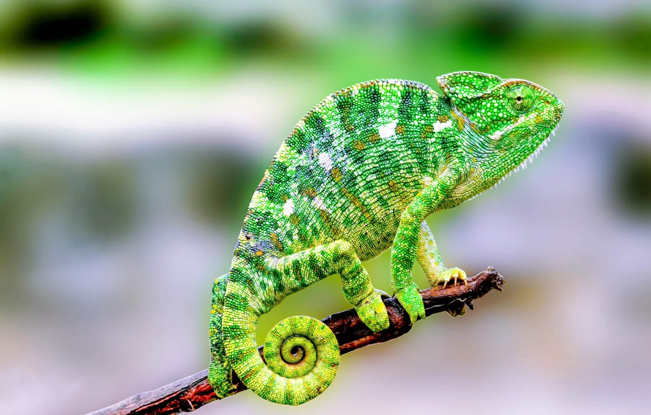 Photo wallpaper green, colorful, nature, Madagascar, lizard, reptile