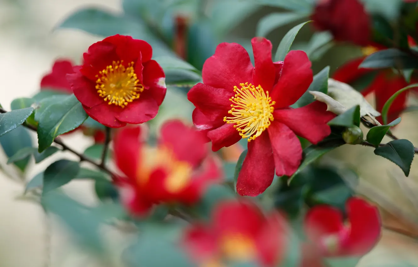 Photo wallpaper flowers, branches, red, blur, bokeh, Camellia