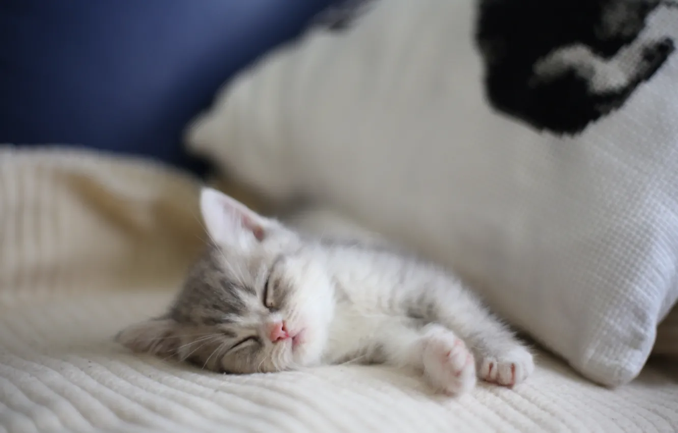 Photo wallpaper cat, comfort, home