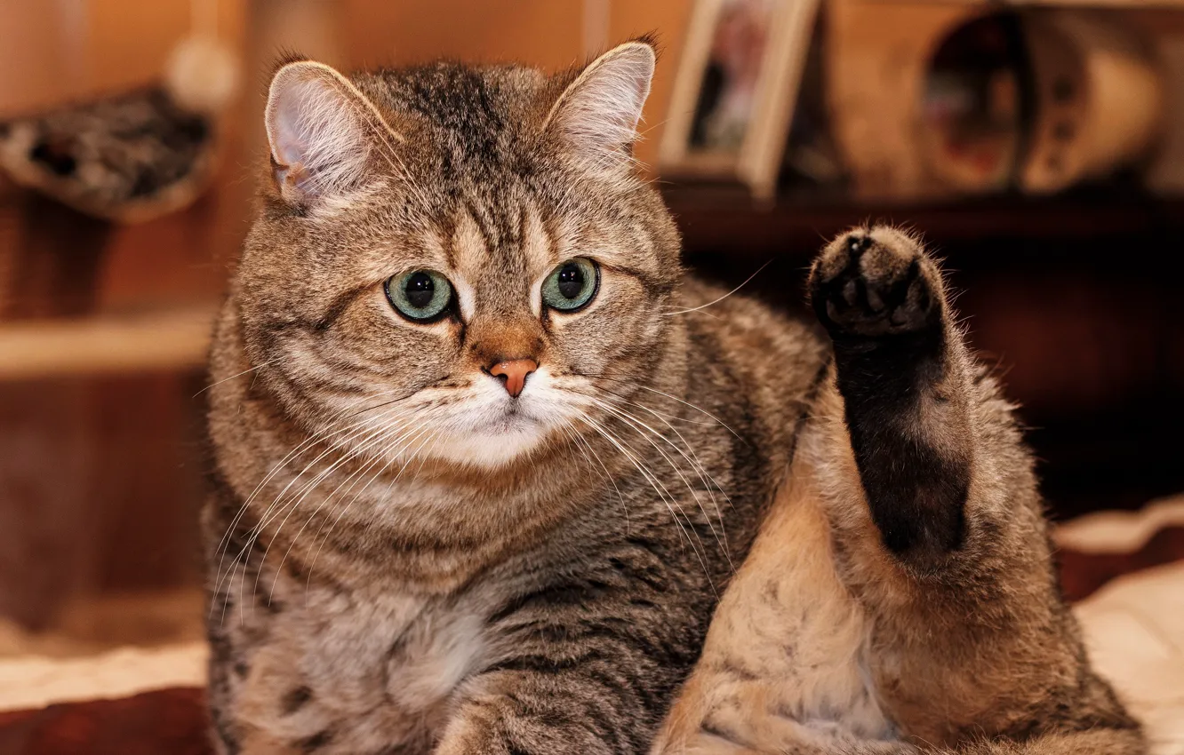 Photo wallpaper cat, cat, look, face, pose, grey, background, room