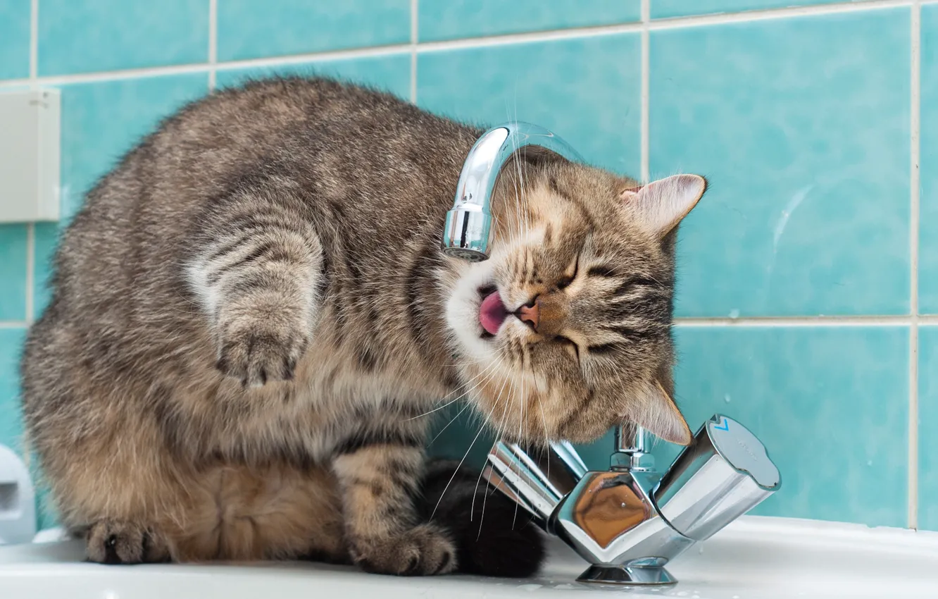 Photo wallpaper cat, water, sink, drinking, mixer